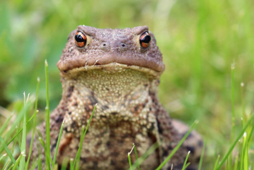 Common toad/vanlig padda (Bufo bufo).