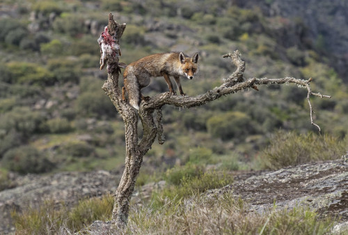 wintersglory:Iberian red fox (Vulpes vulpes silacea)© Frans Pelsmaekers       