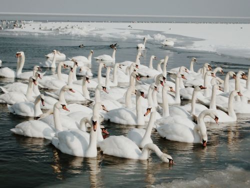 Porn like a ghost in snow photos