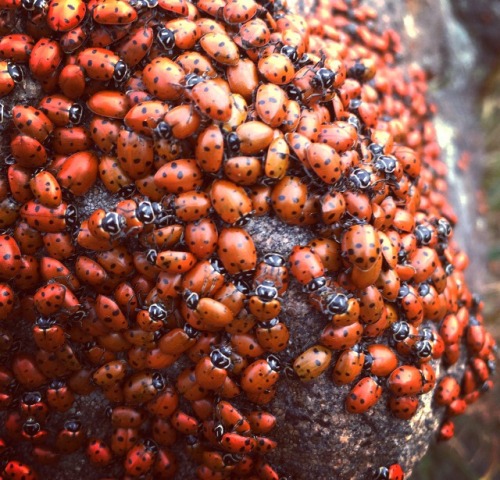 waandering:I’m sitting on a little summit with a thousand little ladybugs
