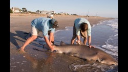 Tagged and released this fatty yesterday! Donate to coastalsharktagging.org to help!