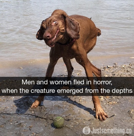 Animal snaps via justsomething.co