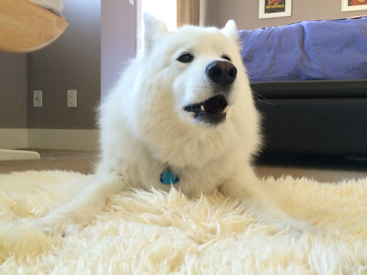 picklesandwine:  skookumthesamoyed:Skookum is very excited about this rug!  SKOOKUM