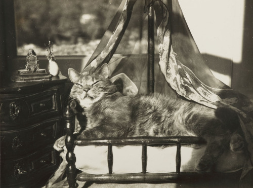 agelessphotography:La chambre du chat (The Cat’s Bedroom), Claude Cahun, 1940