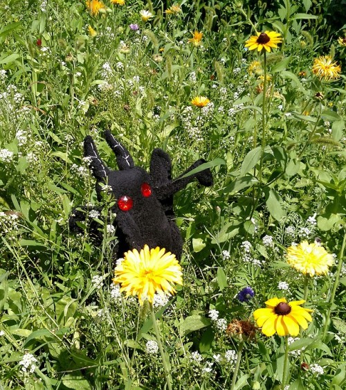 thebibliosphere:libelula202:cryptidsareeverywhere:spooky-chapscher:mothman sighting in wisconsina bi