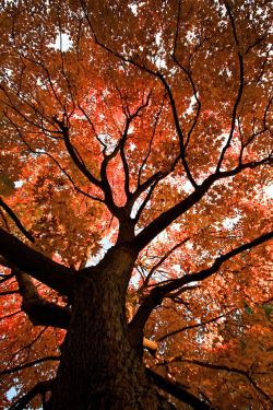travelingcolors:  Autumn Colors in Kansas