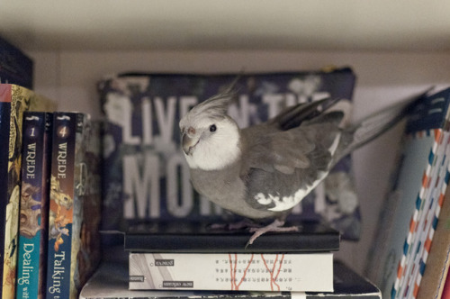 Rajah wants to sit in the bookshelf too!! Just like his big bro Burfi!!(that’s Roshni in the last ph