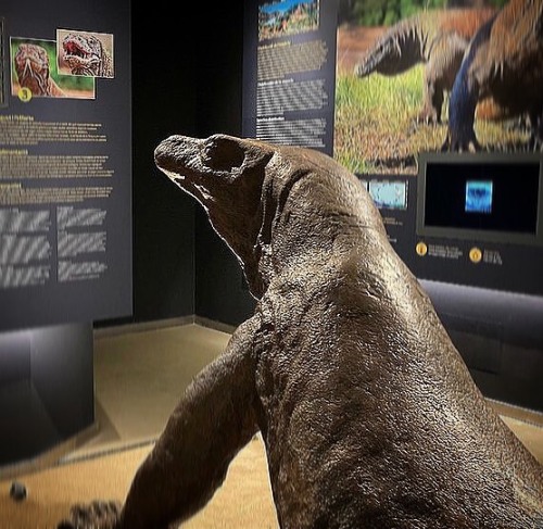 Feines antigues, 2012, revisitades. Komodo (Varanus komodoensis)tallat en fusta de plataner (Acer ps