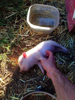 georgetakei:  That reminds me… I need a belly rub!These Animal Bellies Need A Good Rubbing