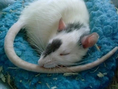 myspacequeen:burdbrain:Innocence is a sleepy ratI want 