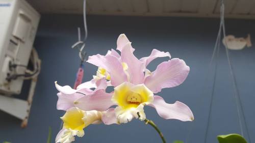 Orchids On Tumblr