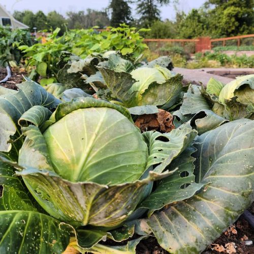 This sauerkraut is a little too fresh… #organic #cabbage #growyourown #food #raisedbeds #gard