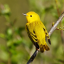 potential-birder
