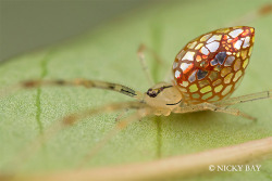 odditiesoflife:  The Strangest Spiders Ever A mirror spider? These macro shots of spiders were photographed by Nicky Bay who lives and works in Singapore. The endless biodiversity found on the country’s 64 islands includes a vast array of insects and