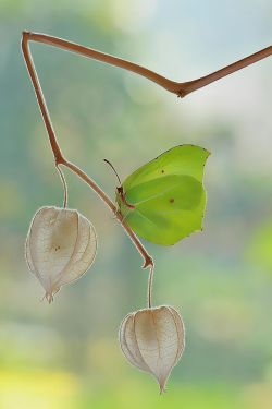 seasonalwonderment:  Butterfly on Chinese Lanterns ~ Bokeh Photography