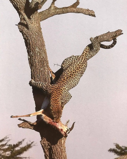 Photo by @thebigcatpeople Half-Tail when we knew her as the Paradise Female - disturbed by an eagle 