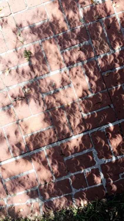 aro-alien: pros of the 85% totality eclipse: cool crescent shaped shadows