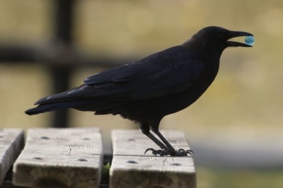 todaysbird:crows holding little objects in their beaks my beloved…