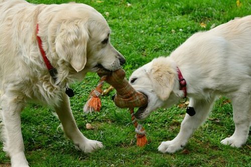 Doggie playdates are a good way to burn off energy if you have a playground or perhaps only a friend