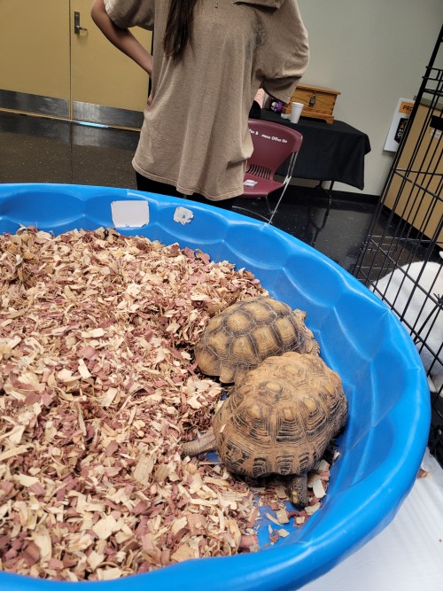 My College Is Fucking Crazy They Brought OUT A BABY KANGAROO, PARROT, TURTLES, RABBIT, AND SNAKE TO CELEBRATE