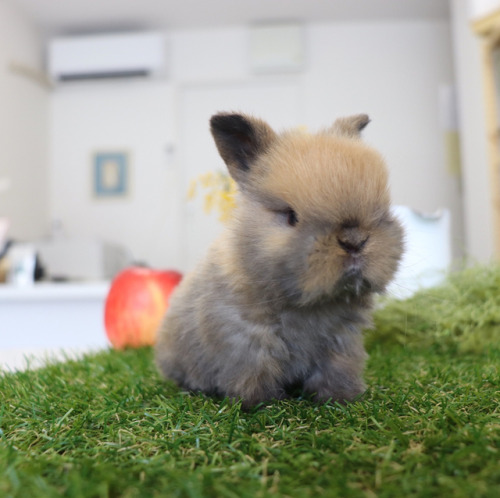 adorable-bunnies - ❤️All good buns