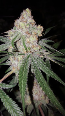 loveclaimedfame:  Grape Ape  Uhhhh yum…..