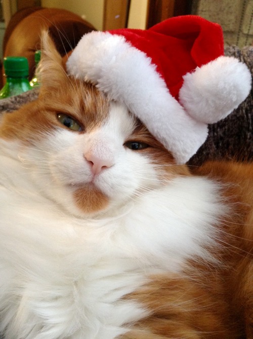 amyisdreaming: Tis the season to put Christmas hats on cats