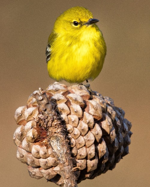 birdblues:Pine Warbler