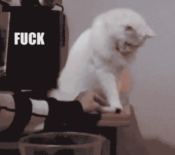 Cat Gifs