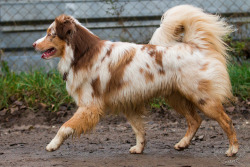 Tanpoint:   	Img_6869 By _Julia_B_       Amazing To See An American Shepherd With