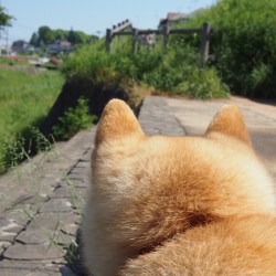 shibainu-komugi:  お友達来ないかな #shiba #dog #komugi #柴犬
