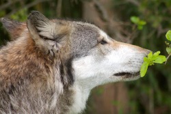 wolfparkinterns:Wolfgang investigates a leaf