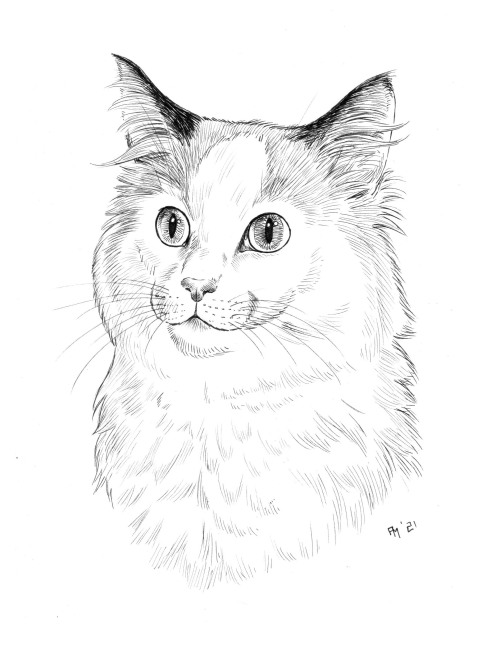 Want to see another floof? Of course you do! #Caturday#Cat portrait