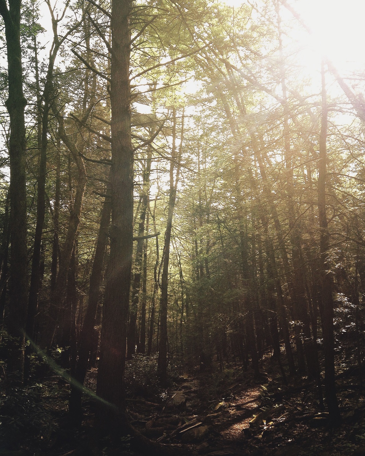 colingallagher:  Nothing holds on to the last light of the day like a forest…Colin