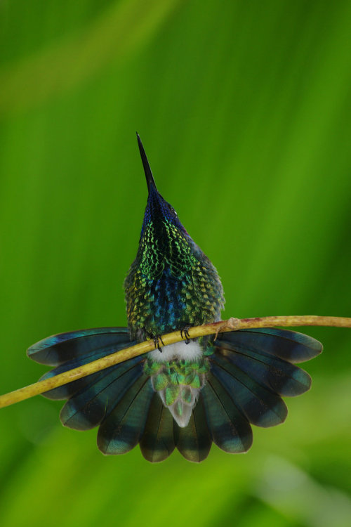 fairy-wren: Sparkling Violet Ear. Photo by alphamegapixel