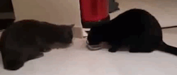 catsdogsblog:  More GIFs: http://catsdogsblog.tumblr.com
