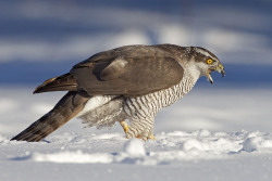 llbwwb:  screaming goshawk by Thomas Jensen