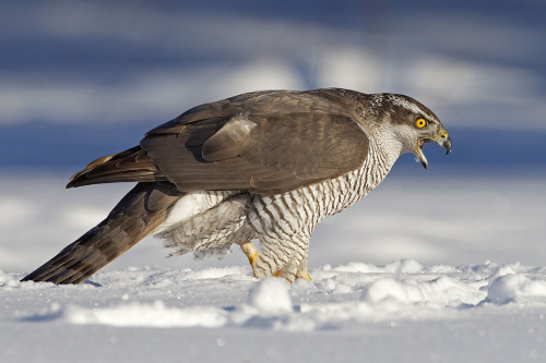 llbwwb:  screaming goshawk by Thomas Jensen porn pictures