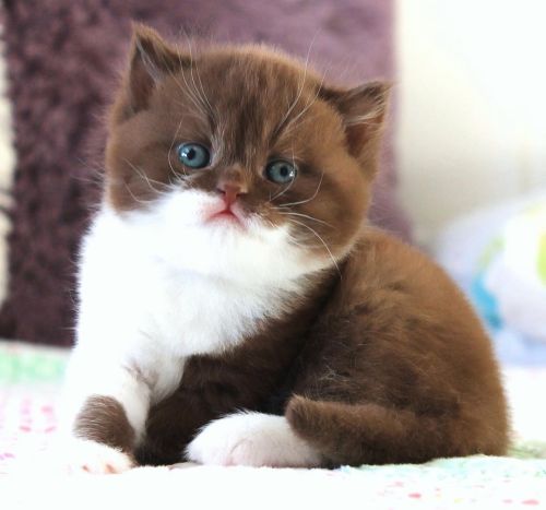 Cute British Shorthair Babies! :3@mostlycatsmostly, just look at them ^_^