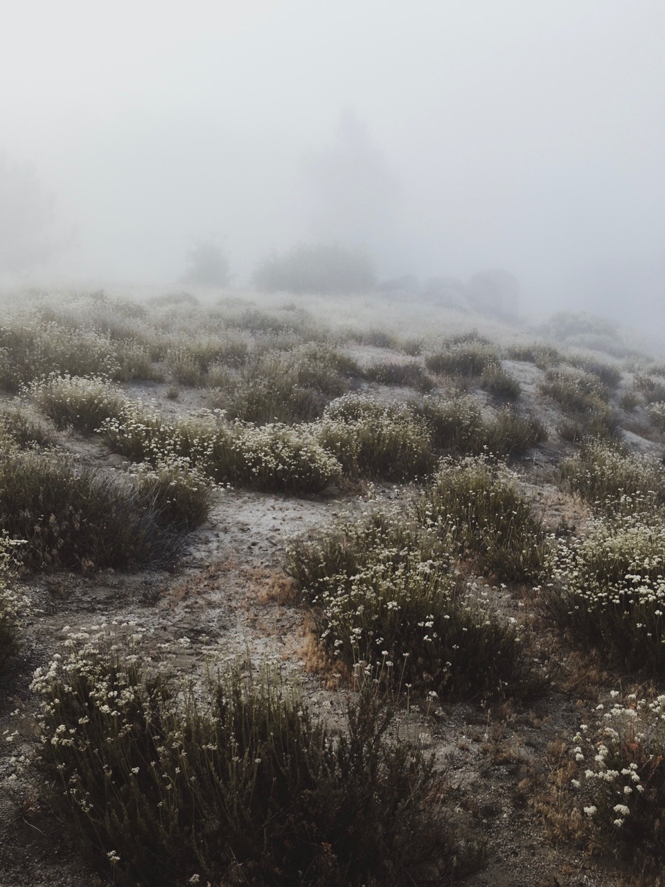 rononie: Sunrise / Idyllwild, ca