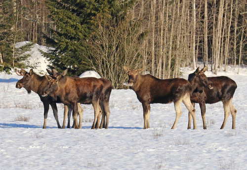 Moose/älg (A. a. alces).