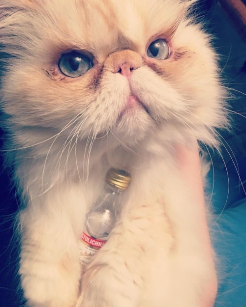 lucifurfluffypants:What? No, that’s not a bottle of vodka in my fur…#fluffypantsdaily #