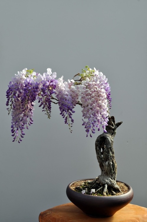 omgplants:wasbella102:Wisteria BonsaiDamn…