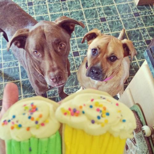 Cupcake cookies for Moose&rsquo; Birthday These dogs might be spoiled #AdoptDontShop #DogsOfInst