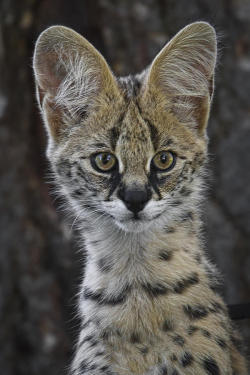 beautiful-wildlife:  Cute As A Button by Wes