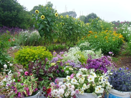 spillintoflower:  Farming flowers