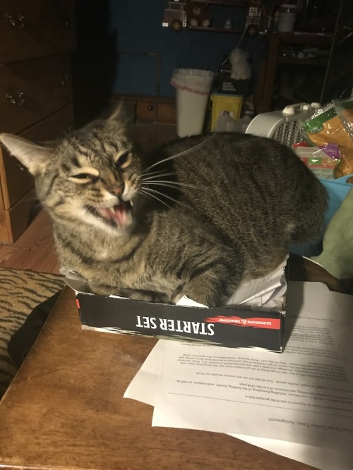 cursedcatpictures:The final boss of D&Dsubmitted by: dreams-of-cheese
