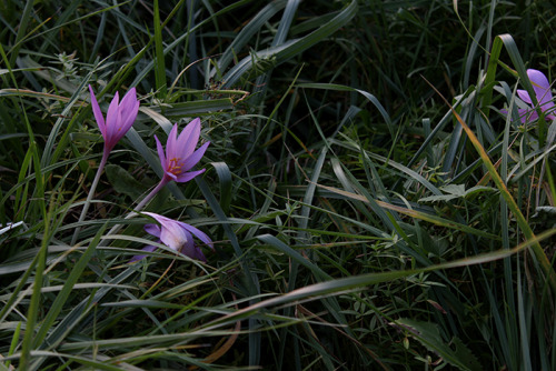 Autumn crocuses in twilight.