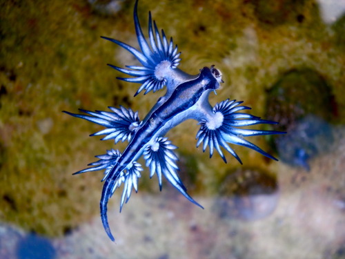 Glaucus atlanticus (common names include the sea swallow, blue angel, blue glaucus, blue dragon, blu