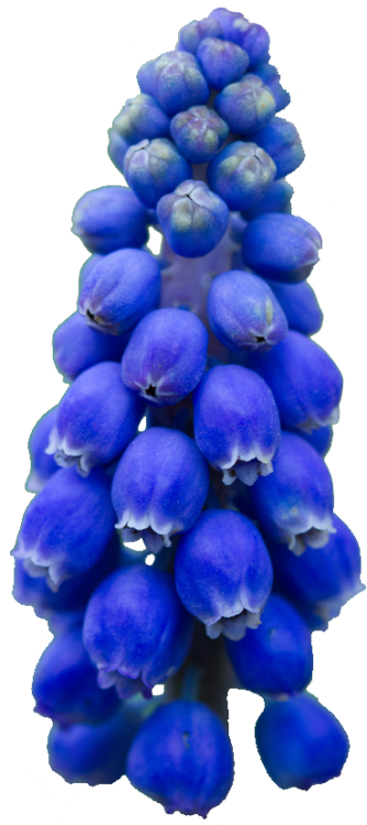 transparent-flowers:  Grape Hyacinth. Muscari. 
